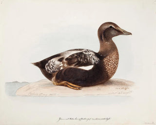 Magnus Von Wright - Common Eider Old Male In Summer.webp