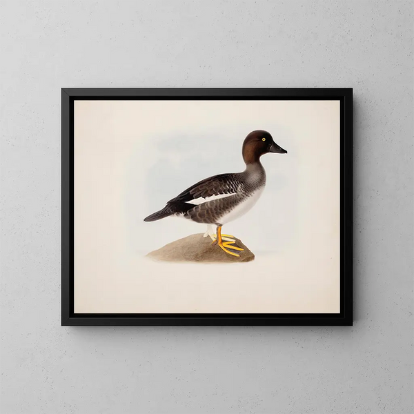Mallard duck - Magnus von Wright — framed artwork on a wall