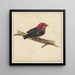 van het Surinaamse vogelmanakin Pipra Aureola - Carel Borchaert Voet — wandpresentatie van het kunstwerk