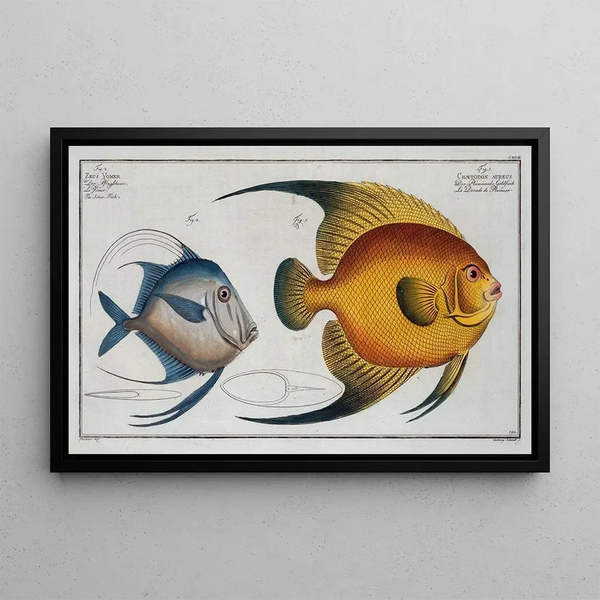 Chaetodon aureus 2 Zeus vomer, le poisson argenté - Marcus Elieser Bloch — framed artwork on a wall