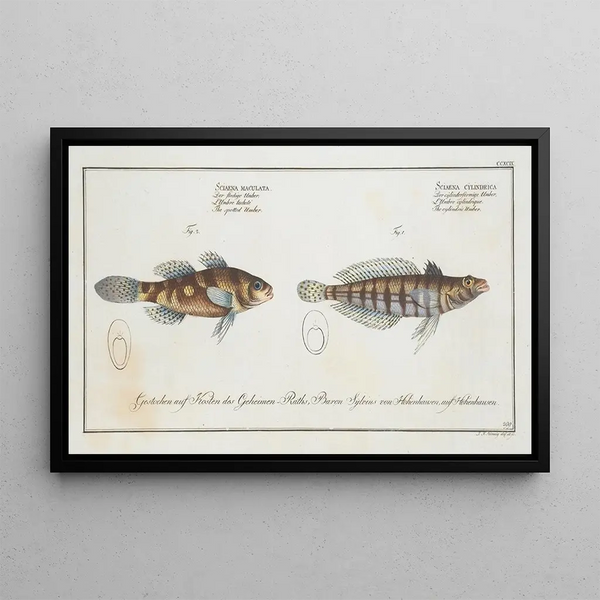 Marcus Elieser Bloch - 1Sciaena cylindrica The cylindric Umber 2 Sciaena maculata The spotted Umber.webp