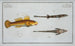2 Cottus monopterigius 3 Gobius Plmieri - Marcus Elieser Bloch — artwork view