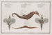 L 2 Pegasus Draconis De Zeegod van de Zee 3 Syngnathus Hippocampus De zeepaard - Marcus Elieser Bloch — weergave van het kunstwerk