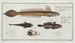 4 Gobius Lanceolatus The Lance Goby 2 3 Gobius Niger The Black Goby - Marcus Elieser Bloch — artwork view