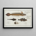 4 Gobius Lanceolatus The Lance Goby 2 3 Gobius Niger The Black Goby - Marcus Elieser Bloch — framed artwork on a wall