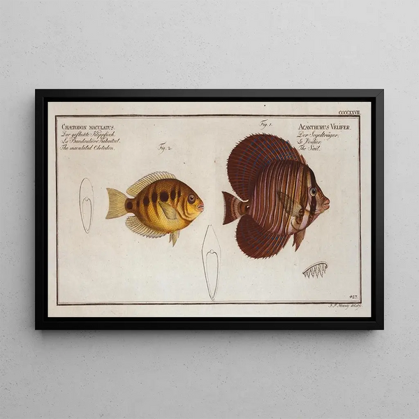 Marcus Elieser Bloch - 1 Acanthurus Velifer The Sail 2 Chaetodon maculatus The maculated Chetodon.webp