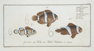 Marcus Elieser Bloch - 1 Anthias polymna The Tontelton 2 Anthias bifasciatus The Jordaine.webp