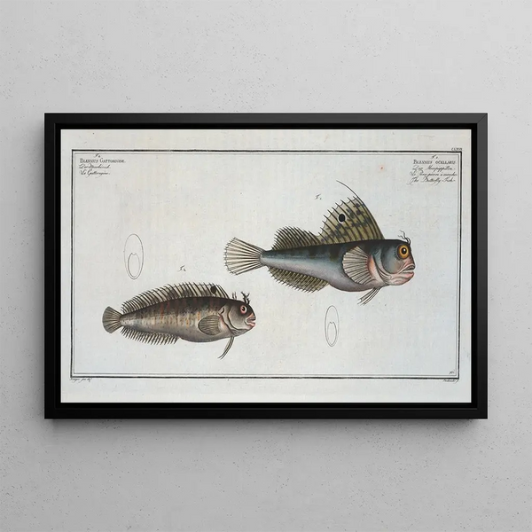 Marcus Elieser Bloch - 1 Blennius ocellaris The Butterflyfish 2 Blennius Gattorugine.webp