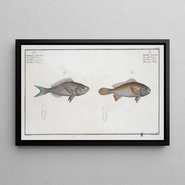 Bodianus stellifer The Starry Bodian 2 Bodianus argenteus The Silver Bodian - Marcus Elieser Bloch — framed artwork on a wall