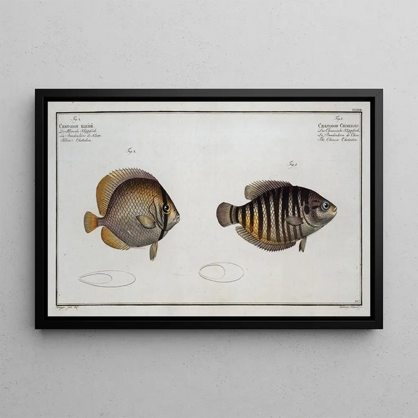 Marcus Elieser Bloch - 1 Chaetodon Chinensis The Chinese Chetodon 2 Chaetodon Kleinii Kleins Chetodon.webp