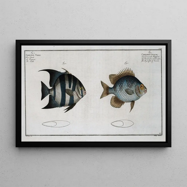 Marcus Elieser Bloch - 1 Chaetodon Curacao The Angel fish of Curacoo 2 Chaetodon Faber The Smith.webp