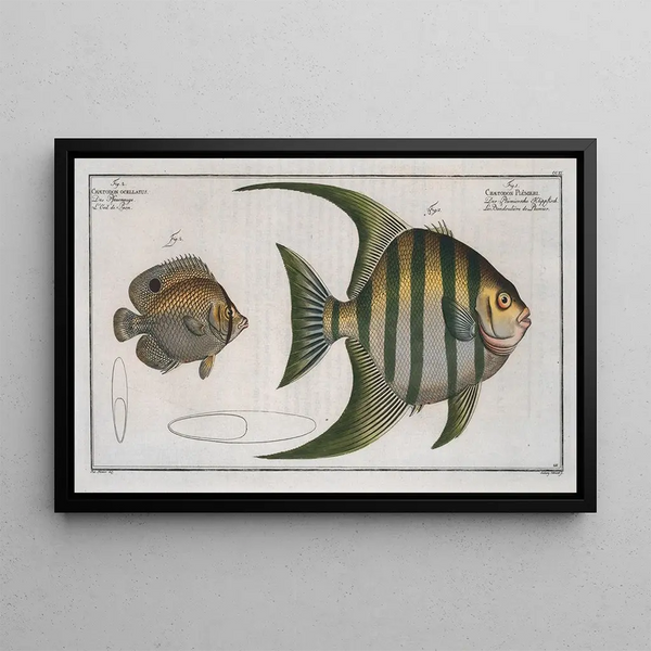 Marcus Elieser Bloch - 1 Chaetodon Plmieri 2 Chaetodon ocellatus.webp