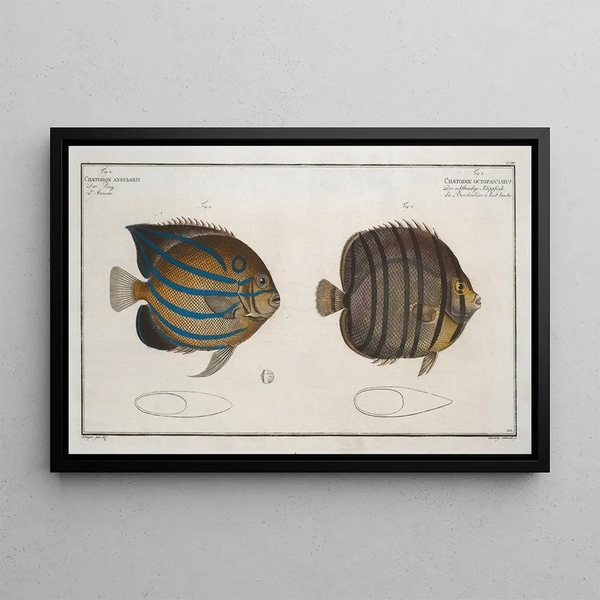 Chaetodon octofasciatus 2 Chaetodon annularis - Marcus Elieser Bloch — framed artwork on a wall