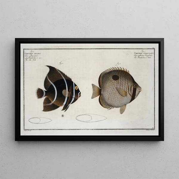 Chaetodon unimaculatus 2 Chaetodon arcuatus The Arc Fish - Marcus Elieser Bloch — framed artwork on a wall