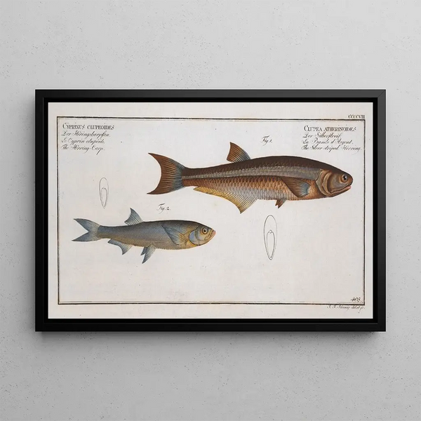 Marcus Elieser Bloch - 1 Clupea atherinoides The Silverstriped Herring 2 Cyprinus clupeoides The HerringCarp.webp