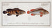 Epinephelus marginalis and Epinephelus bruneus - Marcus Elieser Bloch — artwork view