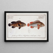Epinephelus marginalis and Epinephelus bruneus - Marcus Elieser Bloch — framed artwork on a wall