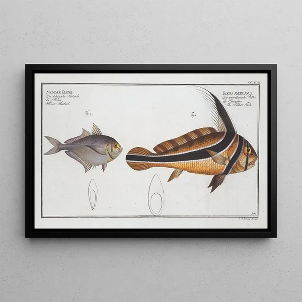 Marcus Elieser Bloch - 1 Eques americanus The RibbanFish 2 Scomber Kleinii Kleins Mackrel.webp