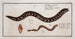 Gymnothorax catenatus Le Poisson-chaine Petromyzon agrenteus La Lamproie-argentée - Marcus Elieser Bloch — weergave van het kunstwerk