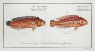 Marcus Elieser Bloch - 1 Labrus bivittatus The doubleStriped Wrasse 2 Labrus macrolepidotus The greatScaled Wrasse.webp
