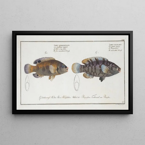 Marcus Elieser Bloch - 1 Labrus tesselatus The wainscotted Wrasse 2 Labrus quinquemaculatusThe five maculated Wrasse.webp