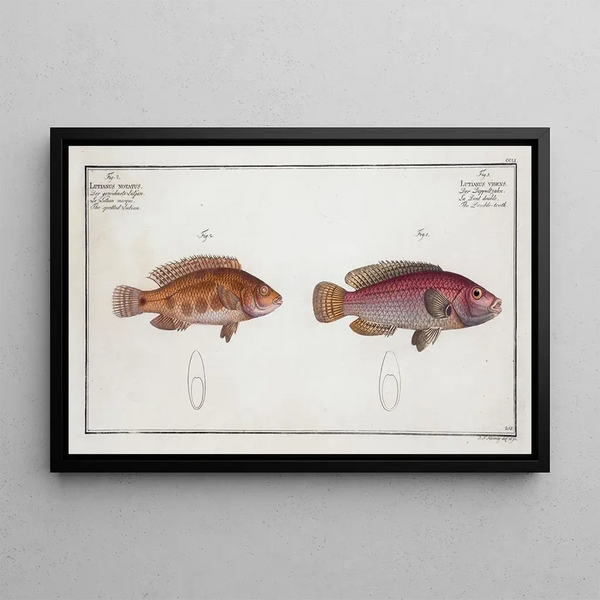 Lutjanus videns Le Double-dent 2 Lutjanus notatus Le lutjan tacheté - Marcus Elieser Bloch — ingelijst kunstwerk aan de muur