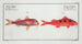 Mullus maculatus The spotted surmullet Mullus barbatus The small red mullet - Marcus Elieser Bloch — artwork view