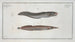 Ophidium barbatum 2 Ophidium aculeatum - Marcus Elieser Bloch — weergave van het kunstwerk