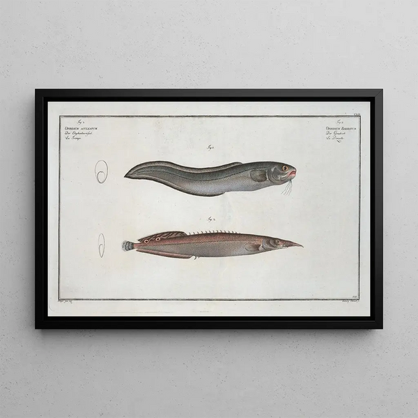 Ophidium barbatum 2 Ophidium aculeatum - Marcus Elieser Bloch — ingelijst kunstwerk aan de muur