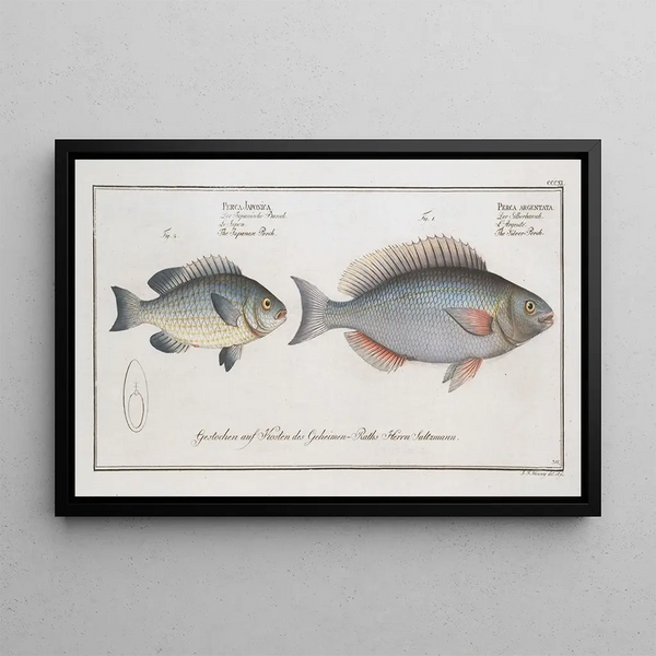 Perca argentata Le Perche argenté 2 Perca japonica Le Perche japonais - Marcus Elieser Bloch — ingelijst kunstwerk aan de muur