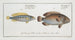 Perca bimaculata L'Acara 2 Perca brasiliensis The Brazilian perch - Marcus Elieser Bloch — artwork view