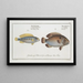 Perca bimaculata L'Acara 2 Perca brasiliensis The Brazilian perch - Marcus Elieser Bloch — framed artwork on a wall