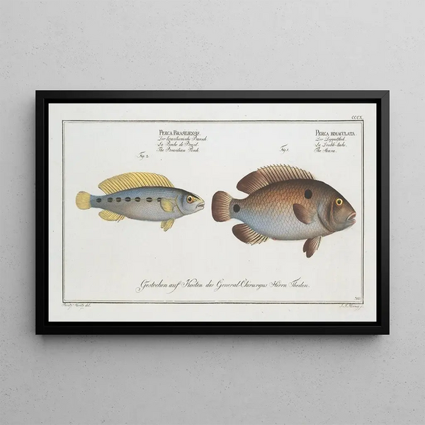 Perca bimaculata L'Acara 2 Perca brasiliensis De Braziliaanse snoek - Marcus Elieser Bloch — ingelijst kunstwerk aan de muur