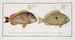 Perca unimaculata The Pacu 2 Perca Juba The Jub - Marcus Elieser Bloch — artwork view
