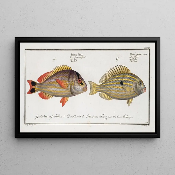 Perca unimaculata Le Pacu 2 Perca Juba Le Jub - Marcus Elieser Bloch — ingelijst kunstwerk aan de muur