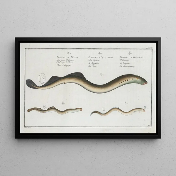 Petromyzon fluviatilis De kleine lamproie 2 Petromyzon branchialis De trots - Marcus Elieser Bloch — ingelijst kunstwerk aan de muur