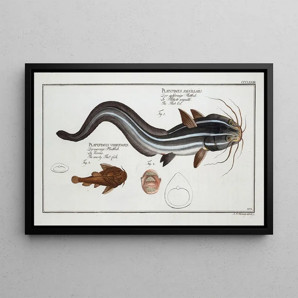 Platystacus angullaris L'anguille plate 2 Platystacus verrucosus Het gerimpelde platte visje - Marcus Elieser Bloch — ingelijst kunstwerk aan de muur