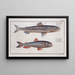 Salmo Saurus De Zeesalamander 2 Salmo foetens De Zeearend - Marcus Elieser Bloch — ingelijst kunstwerk aan de muur