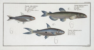 Marcus Elieser Bloch - 1 Salmo groenlandicus The Capelan 2 Salmo melanurus The tailspotted Salmon 3 Salmo unimaculatus The Curimate.webp