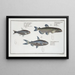 Salmo groenlandicus Le Capelan 2 Salmo melanurus Le Saumon à Queue Tachetée 3 Salmo unimaculatus La Curimate - Marcus Elieser Bloch — ingelijst kunstwerk aan de muur