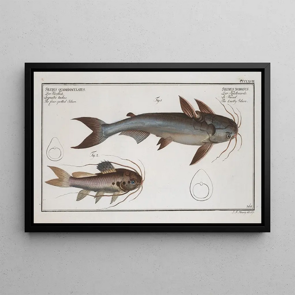 Silurus Nodosus The Noodle Catfish 2 Silurus Quadrimaculatus The Four-Spotted Catfish - Marcus Elieser Bloch — framed artwork on a wall