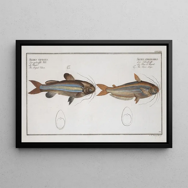 Silurus atherinoides La bande argentée 2 Silurus vittatus The striped catfish - Marcus Elieser Bloch — framed artwork on a wall
