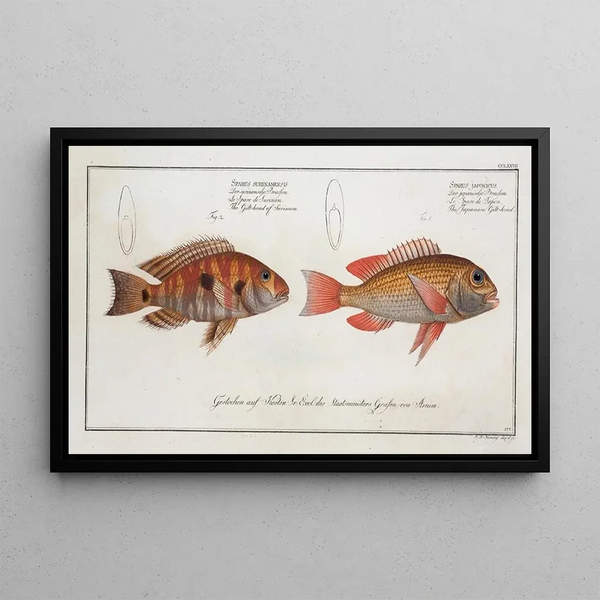 Sparus japonicus De Japanse dorade 2 Sparus surinamensis De Surinaamse dorade - Marcus Elieser Bloch — ingelijst kunstwerk aan de muur