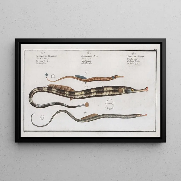 van Syngnathus Typhle, de pijlpuntvis 2 Syngnathus Acus, de trompetvis 3 Syngnathus Ophidion, de zeeworm - Marcus Elieser Bloch — ingelijst kunstwerk aan de muur