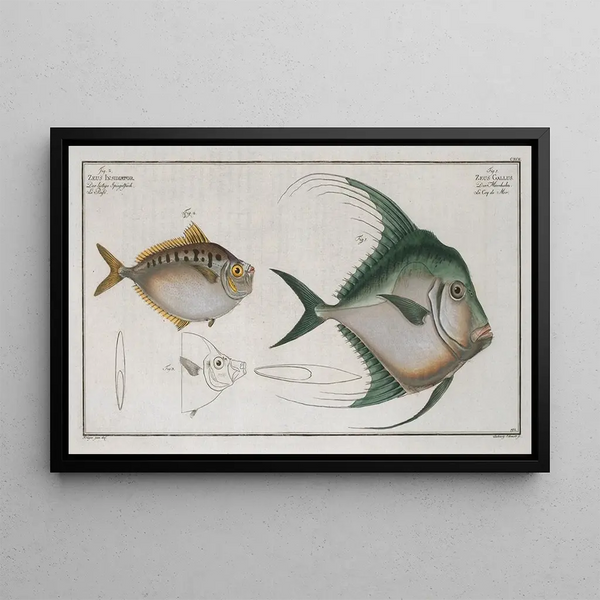 Zeus Gallus 2 Zeus Insidiator - Marcus Elieser Bloch — ingelijst kunstwerk aan de muur