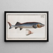 Acipenser Huso The Great Sturgeon - Marcus Elieser Bloch — framed artwork on a wall