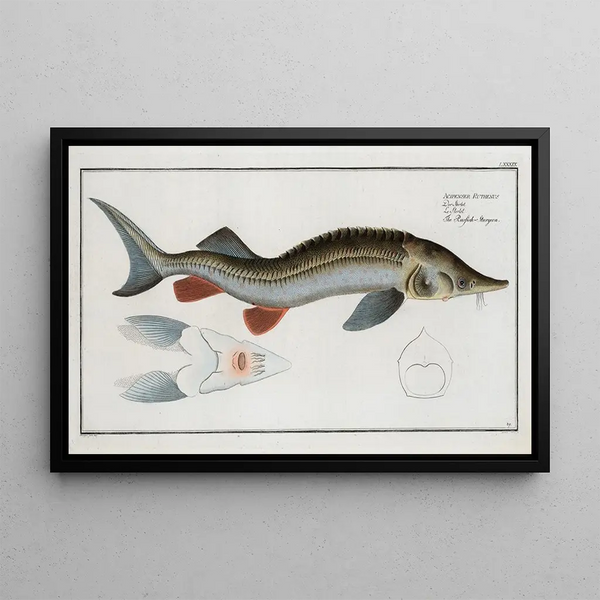 Marcus Elieser Bloch - Acipenser Ruthenus The RusfishSturgeon.webp