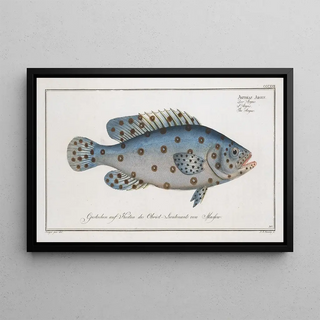 Marcus Elieser Bloch - Anthias Argus The Argus.webp