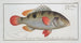 Anthias Johnii Johns - Marcus Elieser Bloch — artwork view