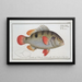 Anthias Johnii Johns - Marcus Elieser Bloch — framed artwork on a wall